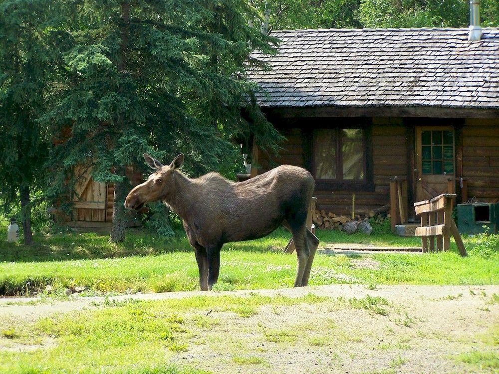 Chena Hot Springs Resort Fairbanks Ngoại thất bức ảnh